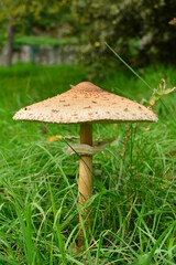 Un esemplare completamente cresciuto di Macrolepiota procera mastoidea, comunemente noto come fungo parasole o mazza di tamburo.