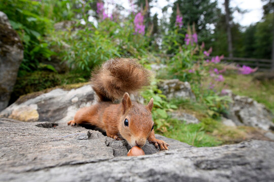 Portrait of Eurasian red squirrel (Sciurus vulgaris) lying on stone surface