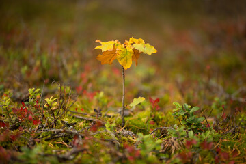 A small oak tree grows in a forest glade in autumn