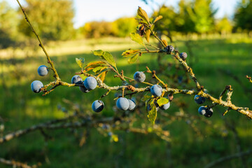 Ein Zweig mit Schlehen / Früchte des Schlehdorn (lat.: Prunus spinosa) in einer Schlehenhecke