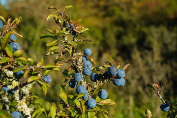 Blaue Beeren / Schlehen / Früchte des Schlehdorn (lat.: Prunus spinosa) an einem Ast in einer...