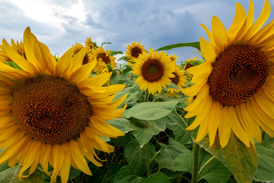 Close-up of sunflowers at agricultural field, Franconia, Germany