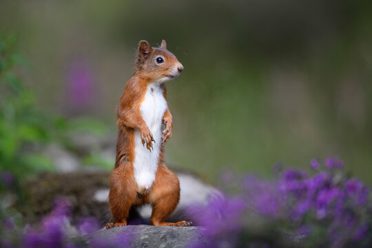 Portrait of Eurasian red squirrel&Ocirc;&oslash;&Omega;(Sciurus&Ocirc;&oslash;&Omega;vulgaris)&Ocirc;&oslash;&Omega;standing outdoors