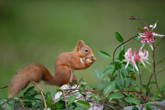 Portrait of Eurasian red squirrel (Sciurus vulgaris) feeding on nut