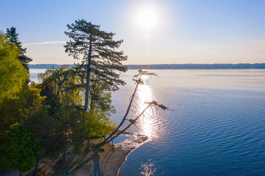 Sun shining over pine trees growing on shore of Lake Starnberg in spring