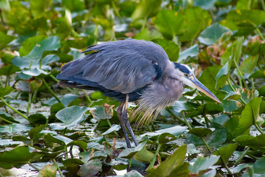 Great Blue Heron in the Beaver Marsh in the Cuyahoga Valley National Park