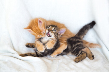 Chatons qui chahutent