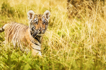 Little sitting tiger in golden grass (Panthera tigris tigris) also called Amur tiger (Panthera tigris altaica) in the forest, Young female tiger in the grass.