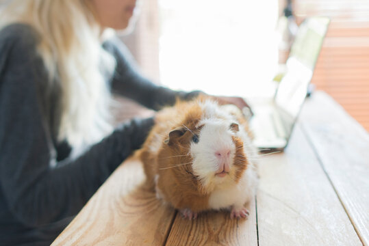 Close-up of guinea pig on table against woman using laptop at home
