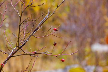 autumn leaves and berries on a branch