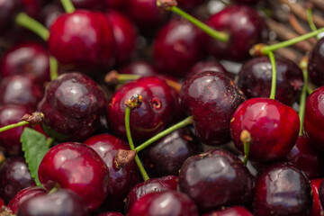 Cerises