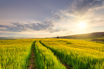 Tire tracks stretching across barley (Hordeum vulgare) field at summer sunset