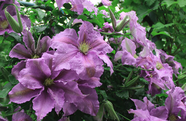 flowers in the garden