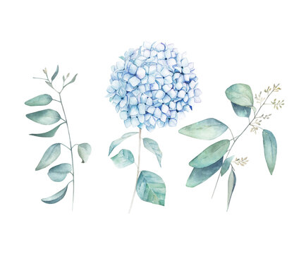 Watercolor greenery set. Botanical winter illustration with eucalyptus branch and blue hydrangea. Vintage hand drawen plant