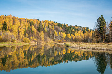 Autumn landscape, picturesque forest with a mirror symmetrical reflection in the river of yellow, Golden foliage. Bright colors of autumn on the trees.