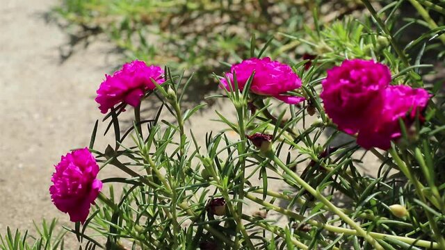 Beautiful magenta flowers of Portulaca grandiflora under bright sunlight, also also called rose moss or moss-rose purslane.