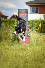 Crazy black and white border collie is running in agility park on dog walk. She teachs new thing for competition.