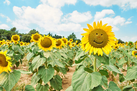 Close-up of sunflowers with smiley face in field against cloudy sky