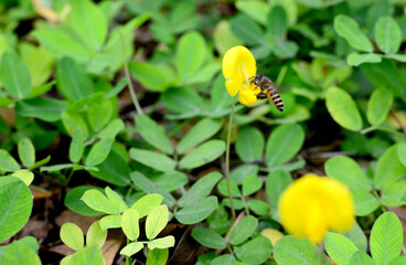 Obraz na płótnie Canvas Bees suck nectar on flowers.