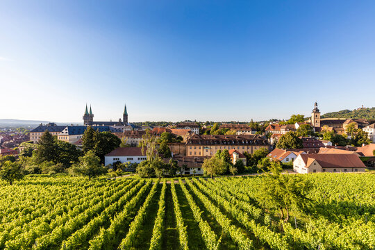 Germany, Bavaria, Bamberg, Green springtime vineyard with old town in background
