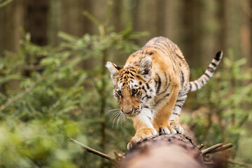 A young Ussuri tiger walks on a log in the autumn forest.(Panthera tigris tigris) also called Amur tiger (Panthera tigris altaica) in the forest, Young female tiger in the forest.