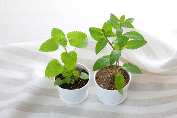 ペパーミントとレモンバーム