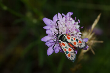 Fototapeta na wymiar Zygaena occitanica, moth on mauve flower with dark background, Spain