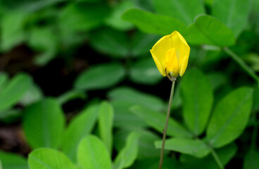 Close up photo of yellow flower.

