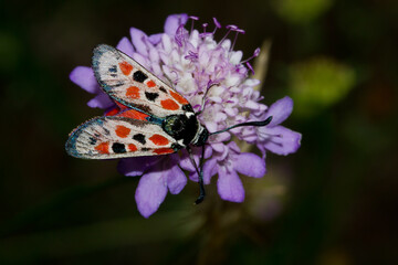 Zygaena occitanica, moth on mauve flower with dark background, Spain © Carlos