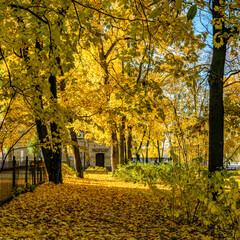Naklejka premium Walk along the autumn prospect in the city .
