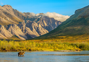 Brown bear walking through stream