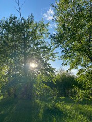 sun rays in the forest
