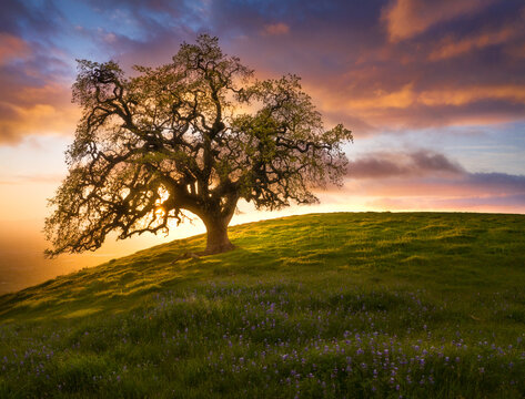 View of oak tree on hill against cloudy sky during sunset