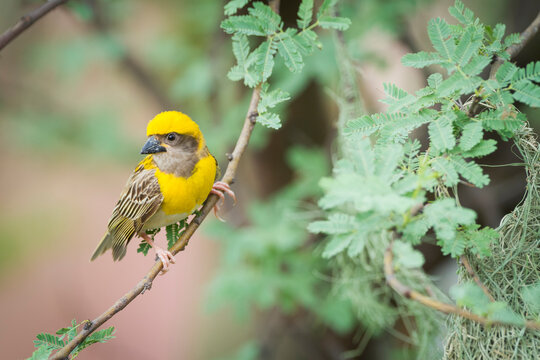 Close up of baya weaver perching on branch