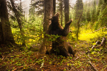 American black bear scent marking by rubbing on tree