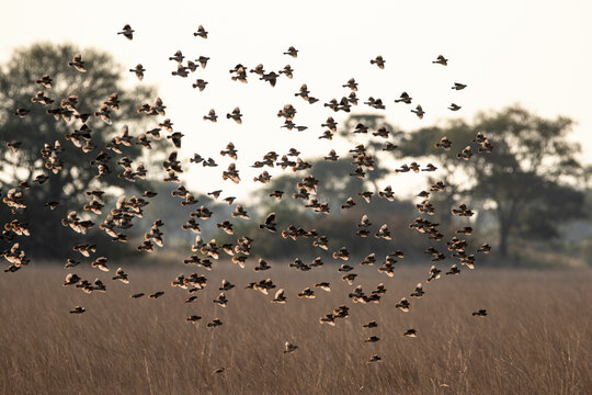 Flock of red billed quelea flying over grass in Kafue National Park