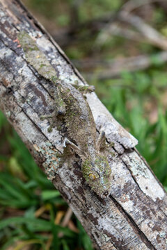 Close up of giant leaf tailed gecko crawling on branch
