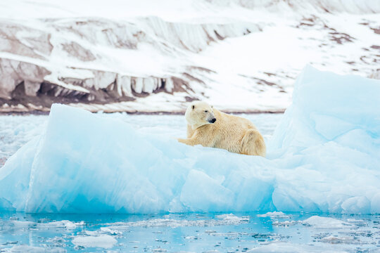 Polar bear resting on iceberg in front of glacier