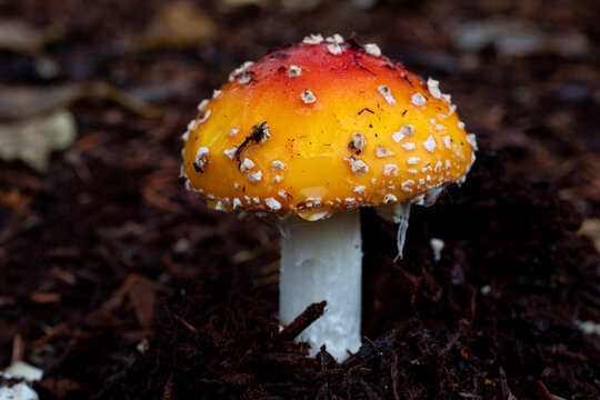 Close up of mushroom in forest