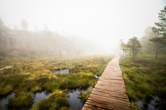 View of wooden walkway passing through marshy landscape during fog