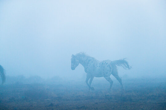 Appaloosa horse running on landscape during fog