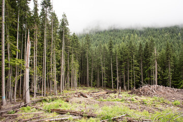 Clear cut in rainforest