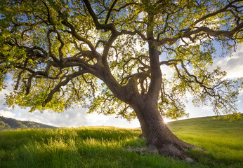 Valley oak tree on grassy landscape