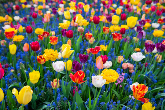 Scenic view of Keukenhof garden