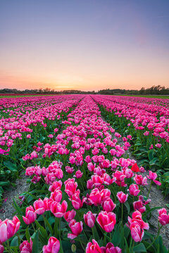 Scenic view of tulip field