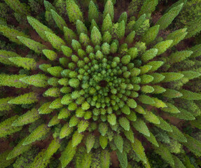Aerial view of nelder plot of trees in forest