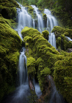 Scenic view of Proxy Falls cascading over moss covered rocks and logs in forest