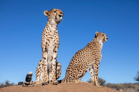Cheetahs sitting on termite mound
