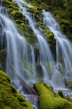 Scenic view of Proxy Falls cascading over moss covered rocks and logs in forest