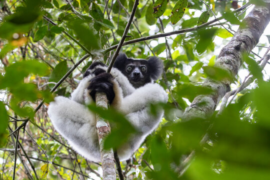 Low angle view of indri sitting in canopy of tree in rainforest